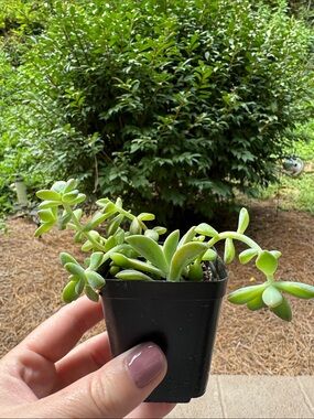 Sedum succulent Starter - Rooted.